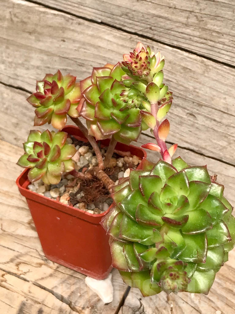 SHPR9512 Sedeveria 'Letizia'