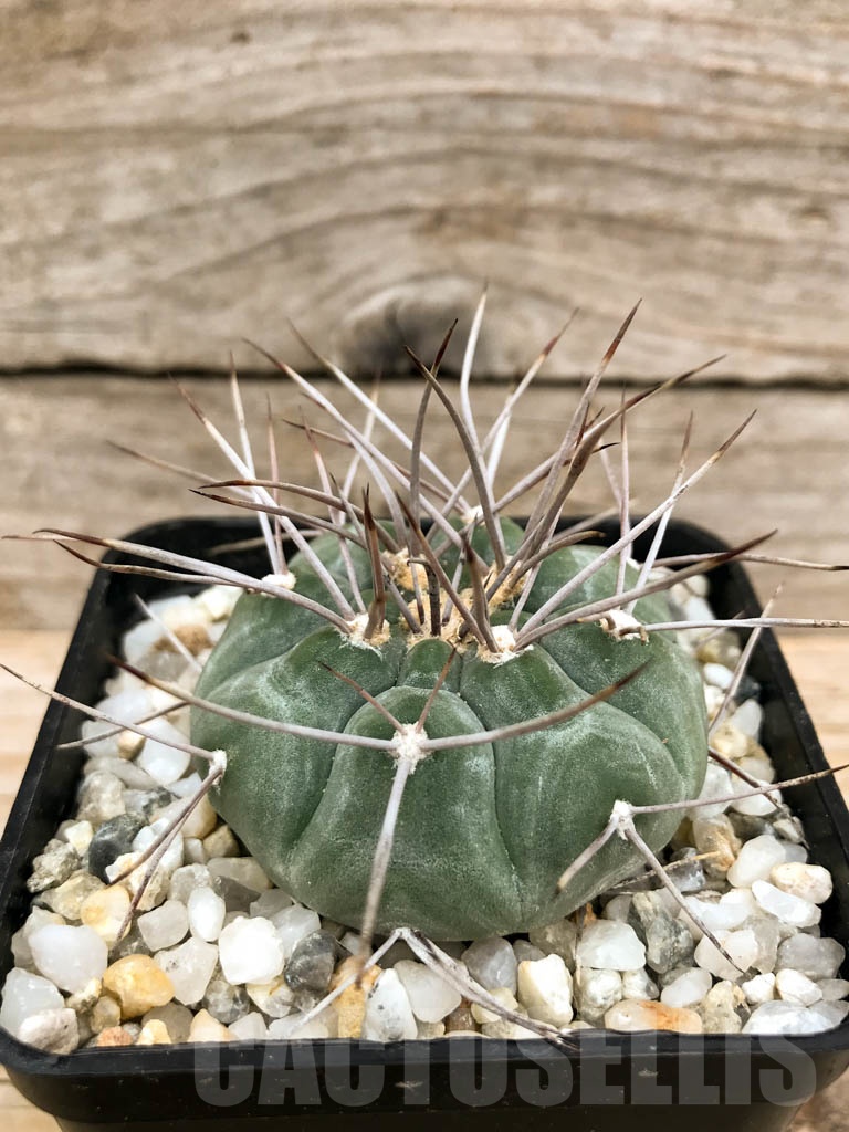 SHPR9517 Gymnocalycium castellanosii v. armillatum, Bozsing