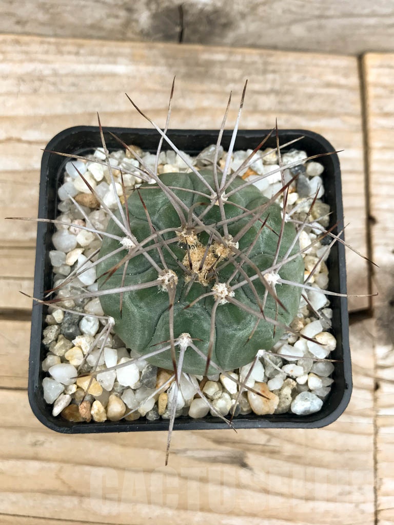 SHPR9517 Gymnocalycium castellanosii v. armillatum, Bozsing - immagine 3