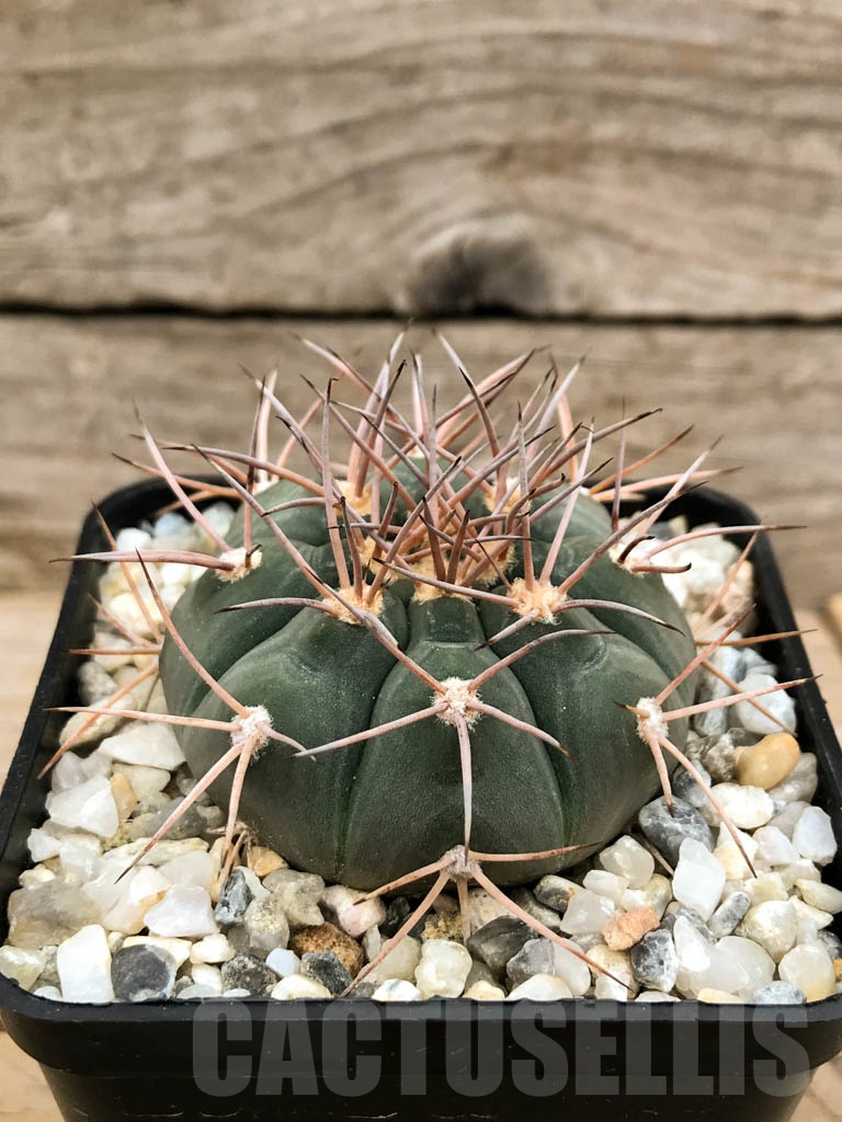 SHPR9518 Gymnocalycium castellanosii v. armillatum, Bozsing - Imagen 2