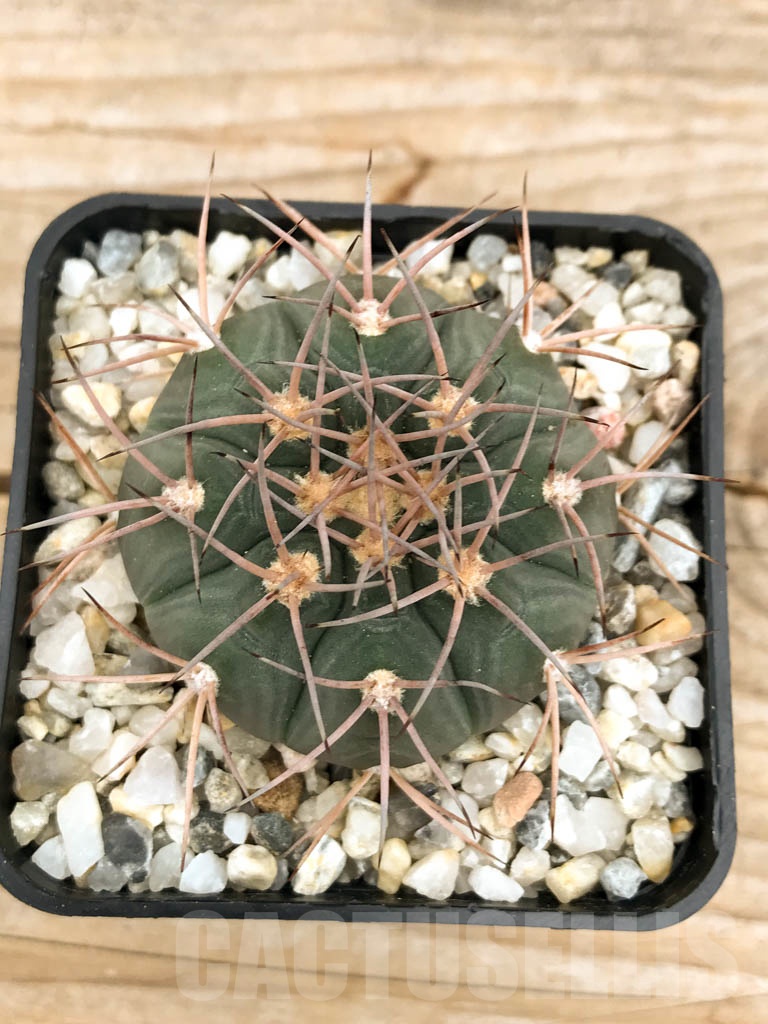 SHPR9518 Gymnocalycium castellanosii v. armillatum, Bozsing