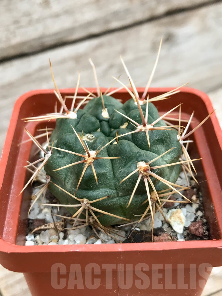 SHPR9522 Gymnocalycium neuhuberi LB 289, Villa de la Quebrada, San Luis, Argentina - Image 2