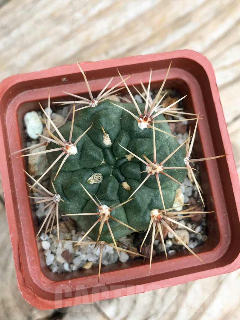 SHPR9522 Gymnocalycium neuhuberi LB 289, Villa de la Quebrada, San Luis, Argentina