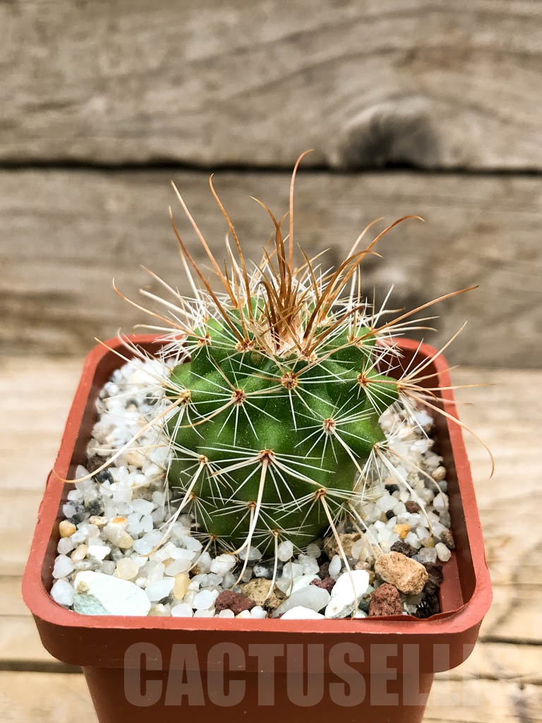 SHPR9524 Parodia maxima, Tarija, Bolivia