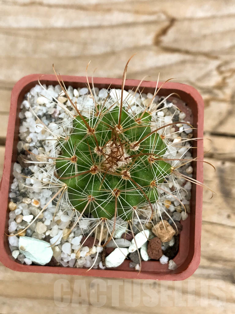 SHPR9524 Parodia maxima, Tarija, Bolivia - Image 3