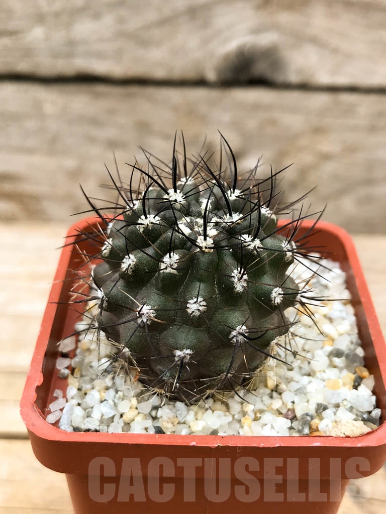 SHPR9528 Neochilenia aff. hankeana