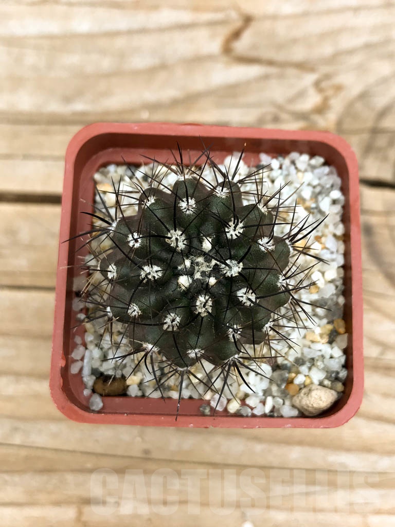 SHPR9528 Neochilenia aff. hankeana - Image 3