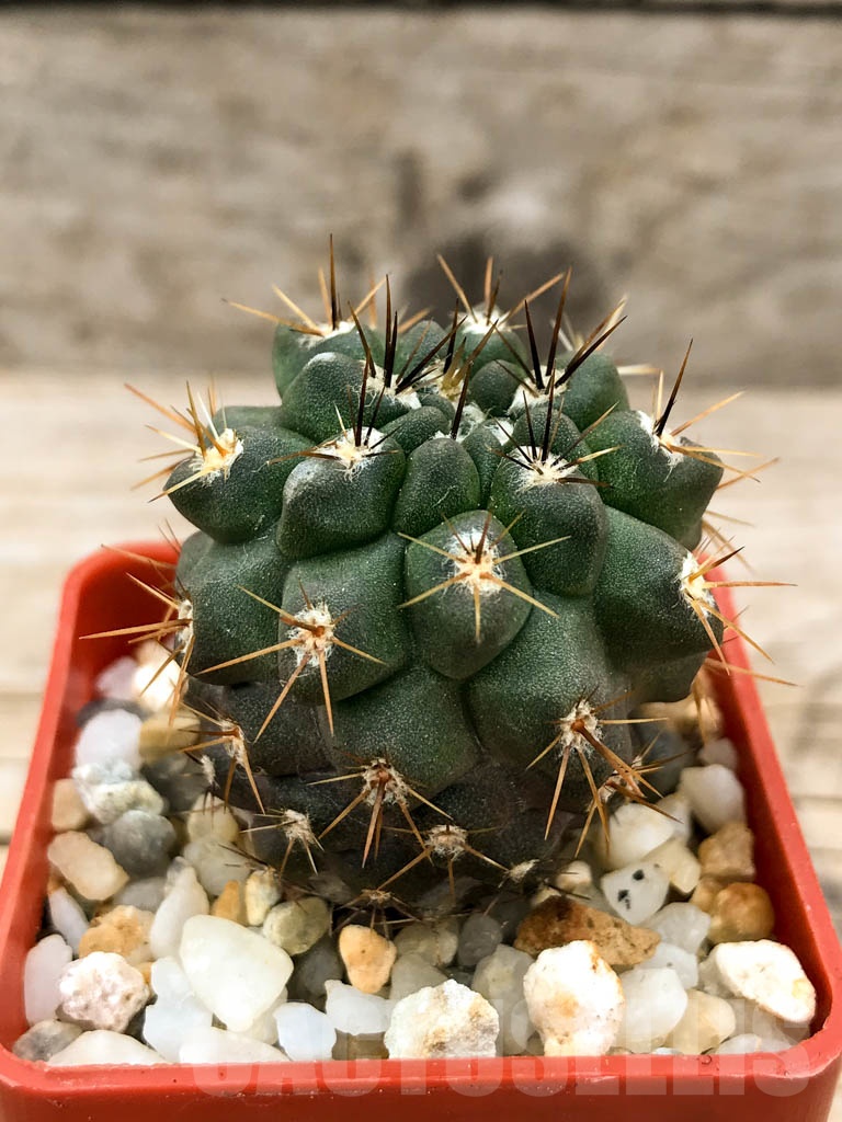 SHPR9529 Neochilenia aff. jussieui