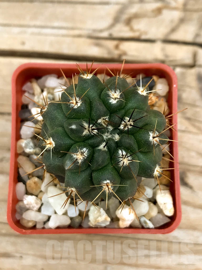 SHPR9529 Neochilenia aff. jussieui - Image 3