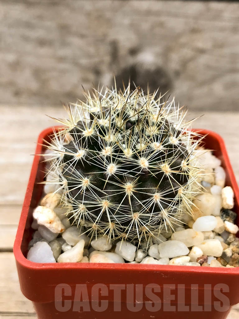 SHPR9533 Neoporteria spec.