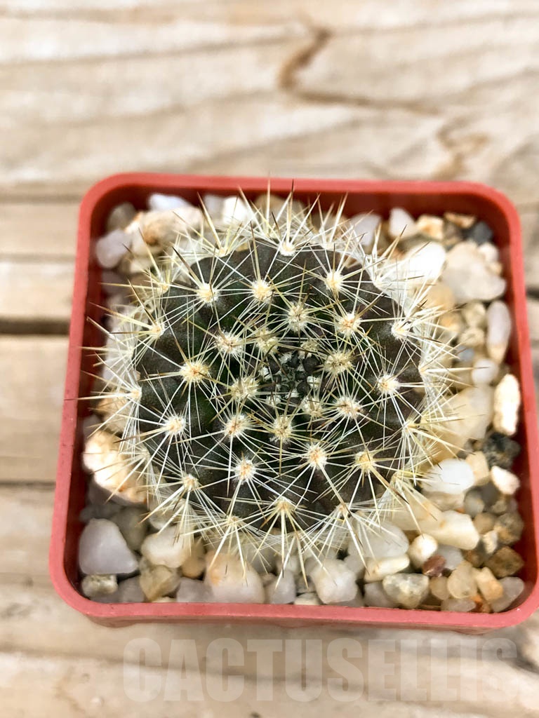 SHPR9533 Neoporteria spec. - immagine 3