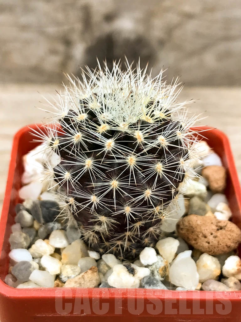 SHPR9534 Neoporteria spec.