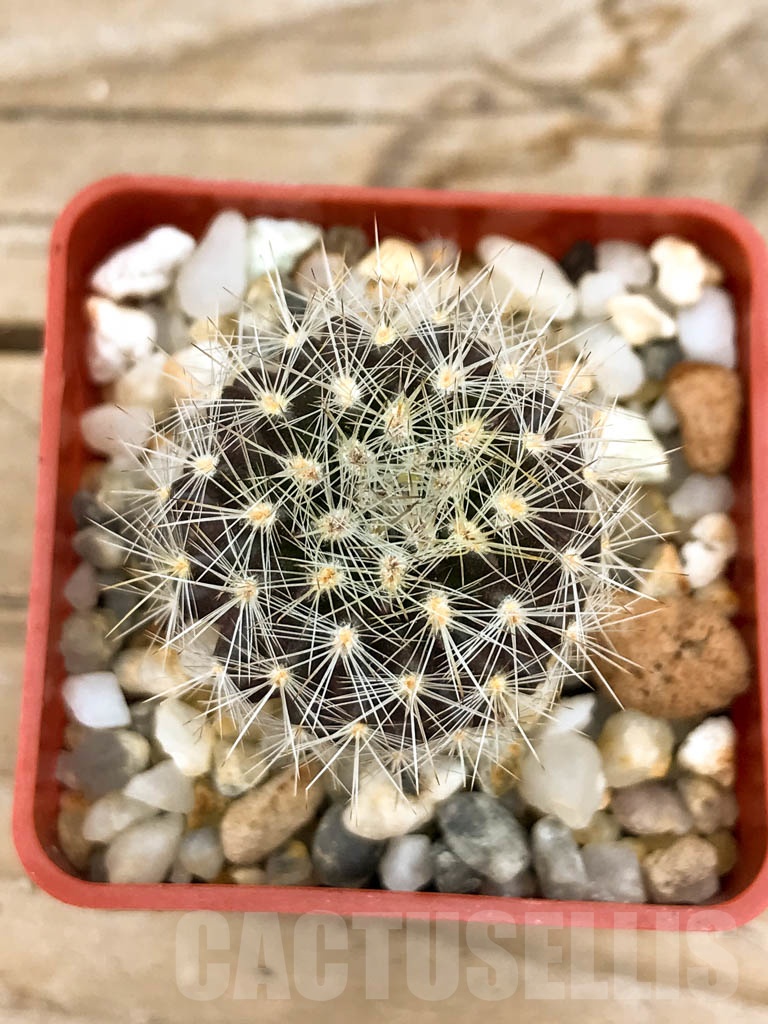 SHPR9534 Neoporteria spec. – Bild 3