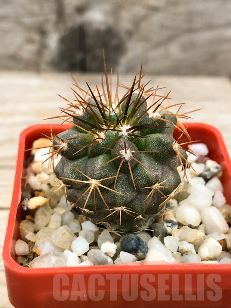 SHPR9535 Copiapoa desertorum