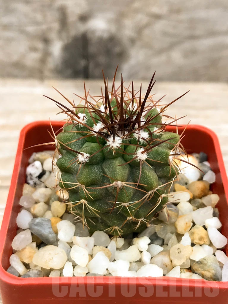 SHPR9536 Copiapoa desertorum