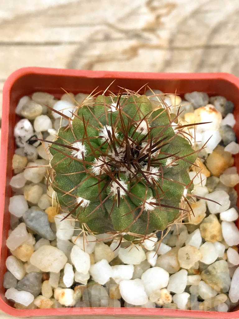 SHPR9536 Copiapoa desertorum - Image 3