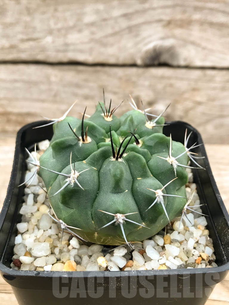 SHPR9544 Gymnocalycium bicolor v. simplex, San Pedro del Norte, Cordoba , Argentina - Image 2