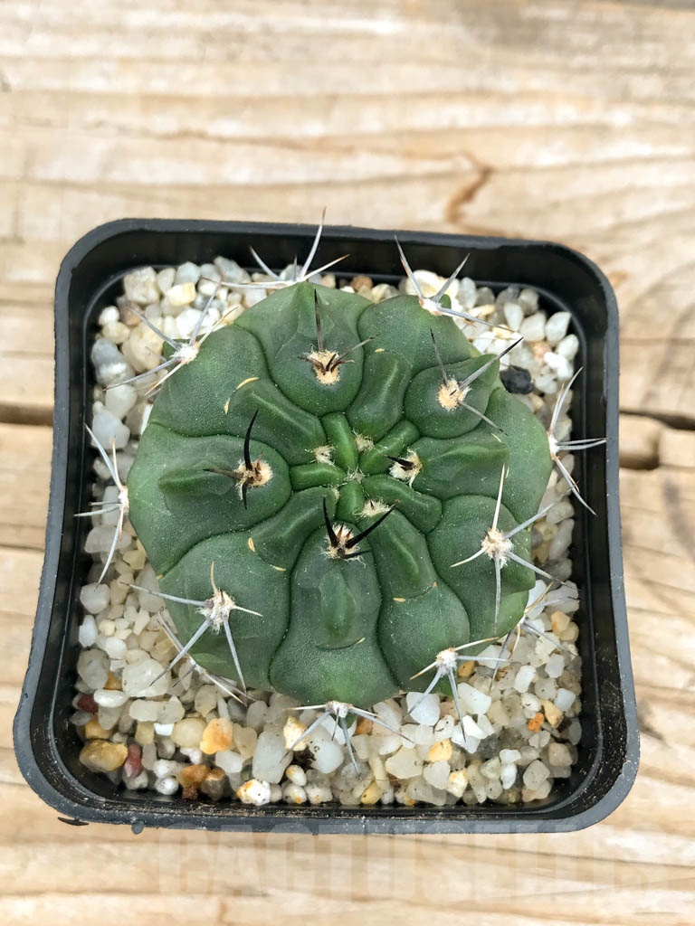 SHPR9544 Gymnocalycium bicolor v. simplex, San Pedro del Norte, Cordoba , Argentina