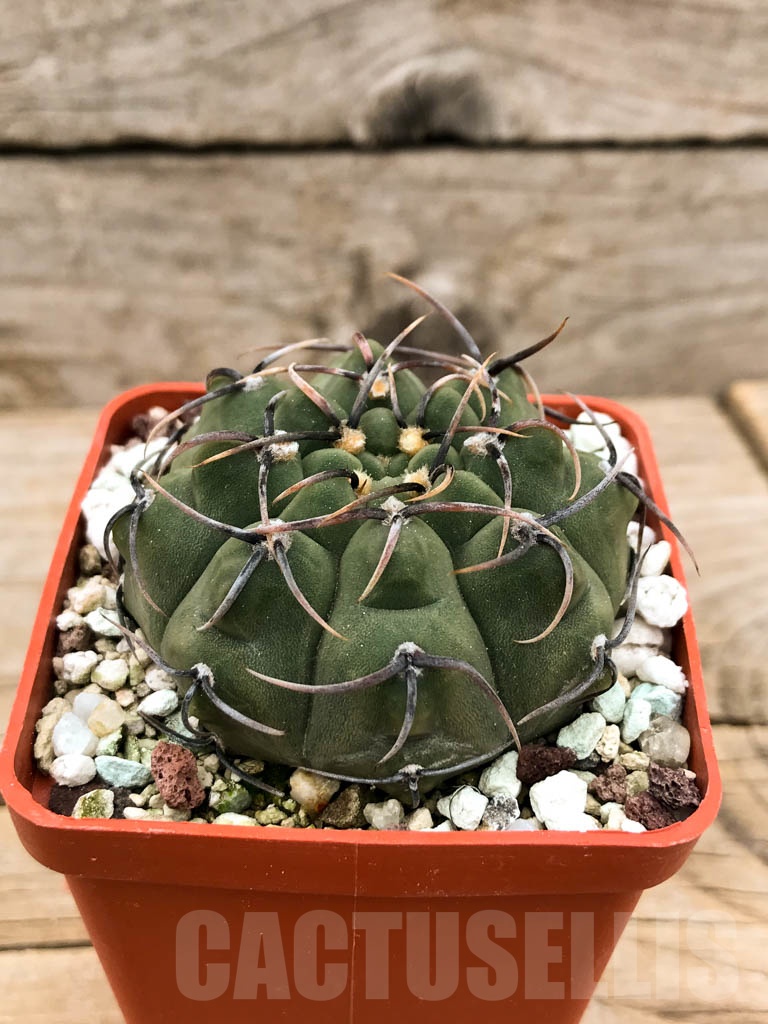 SHPR9551 Gymnocalycium vatteri v. altautinense VG 302, Cordoba, Argentina - Image 2