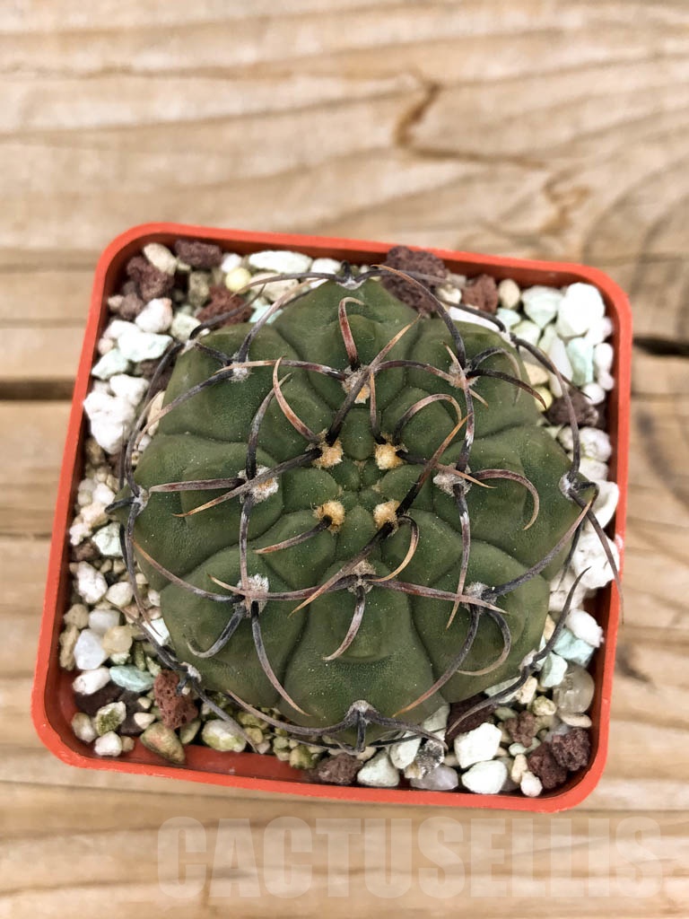 SHPR9551 Gymnocalycium vatteri v. altautinense VG 302, Cordoba, Argentina
