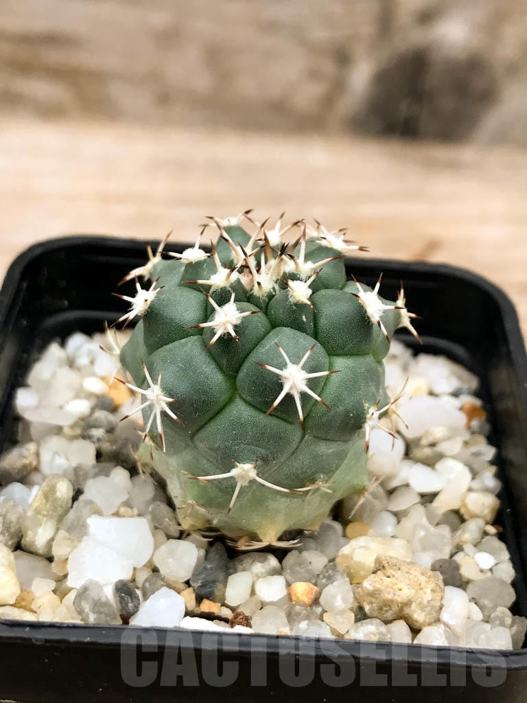 SHPR9568 Turbinicarpus lophophoroides - Imagen 2