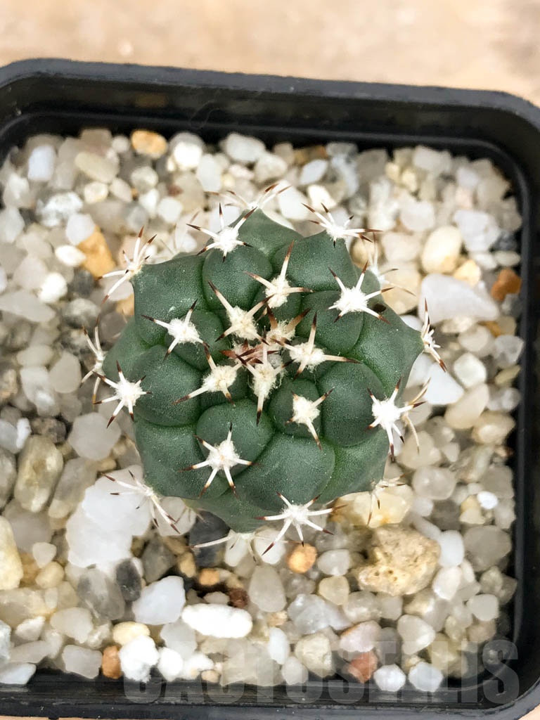SHPR9568 Turbinicarpus lophophoroides