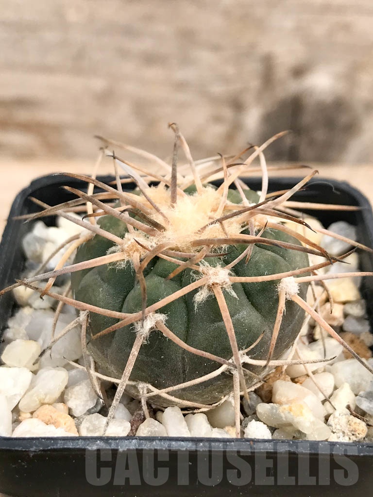 SHPR9570 Gymnocalycium spegazzinii - Image 2