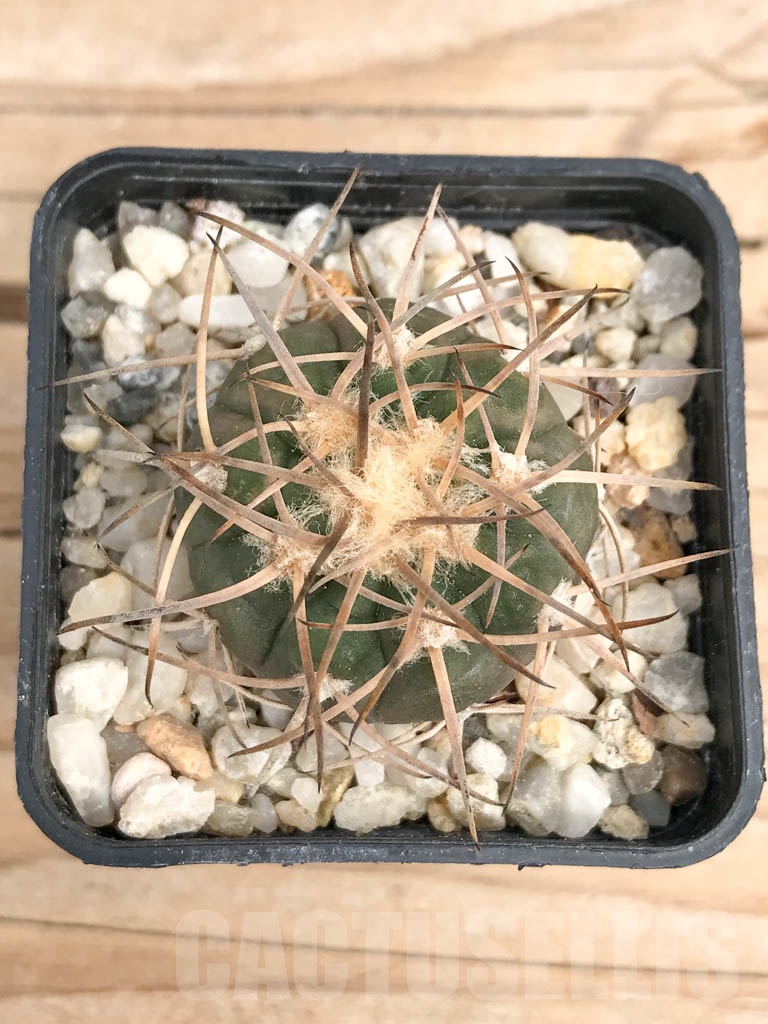 SHPR9570 Gymnocalycium spegazzinii