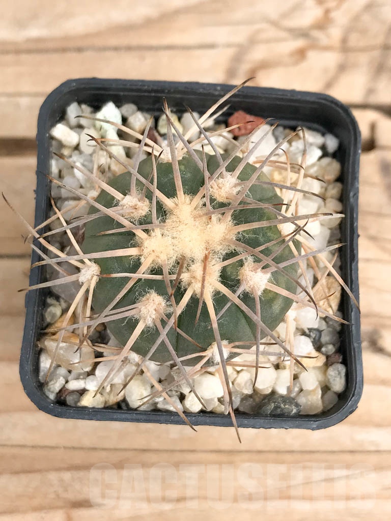 SHPR9570 Gymnocalycium spegazzinii - Image 4