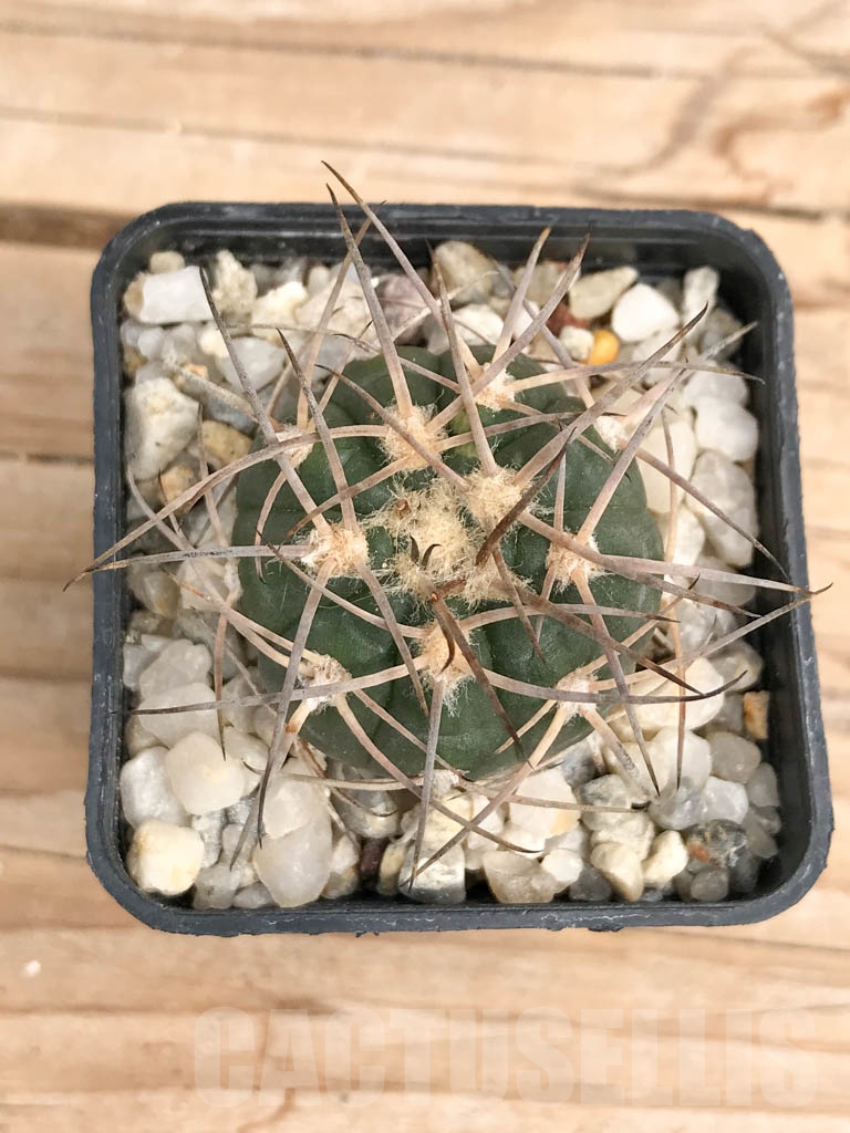 SHPR9570 Gymnocalycium spegazzinii - Image 5