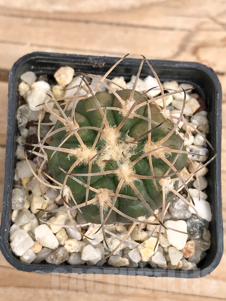 SHPR9570 Gymnocalycium spegazzinii - Image 6