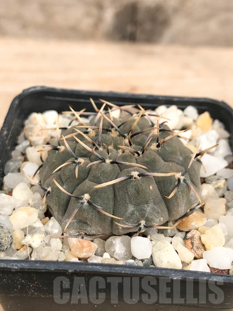 SHPR9572 Gymnocalycium basiatrum - Imagen 2