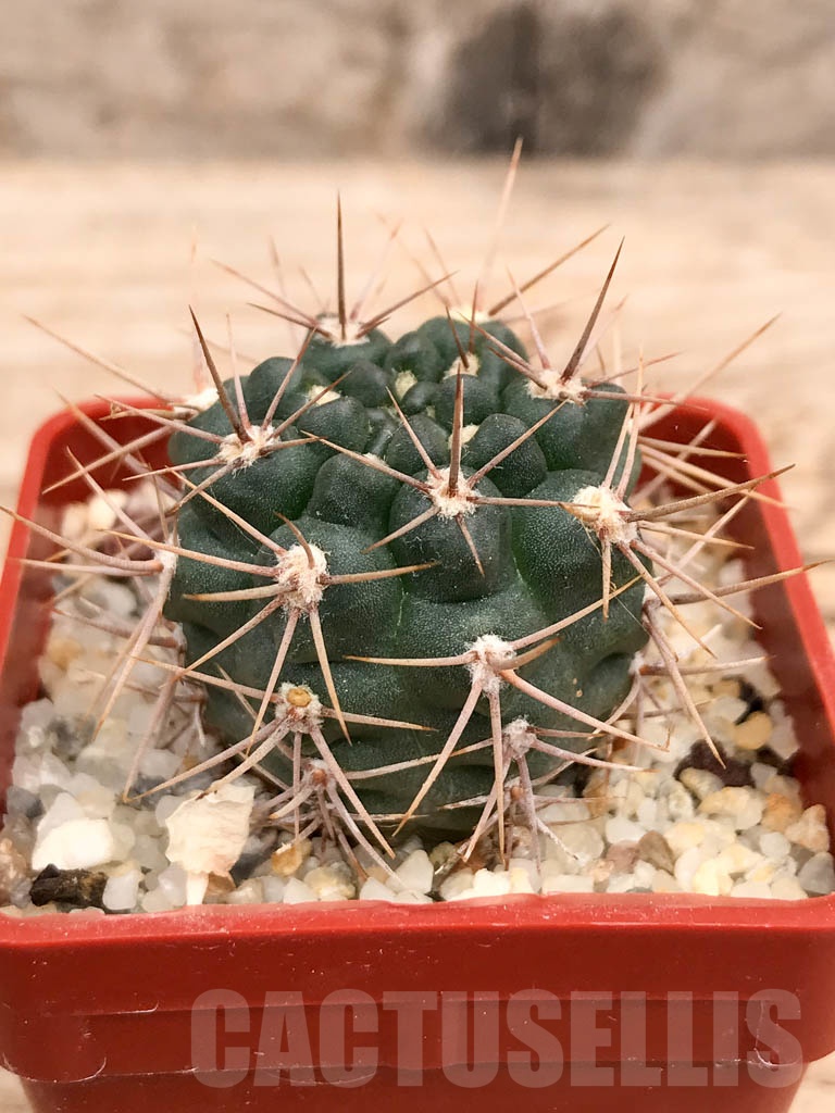 SHPR9574 Gymnocalycium neuhuberi LB289