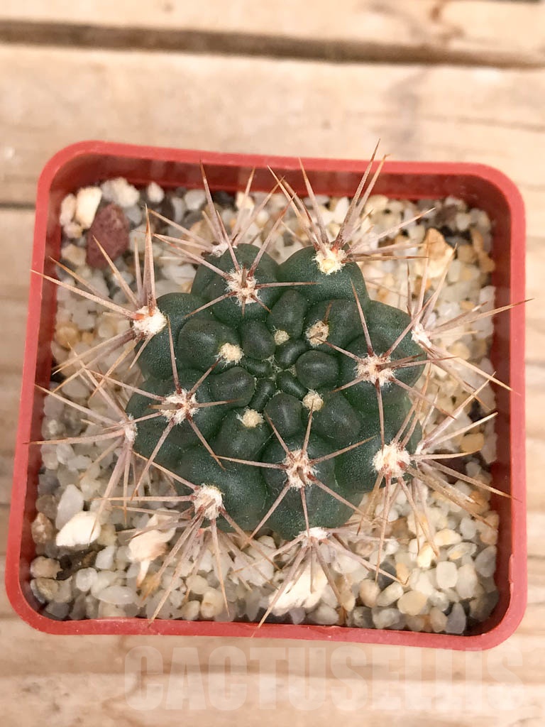 SHPR9574 Gymnocalycium neuhuberi LB289 - Imagen 2
