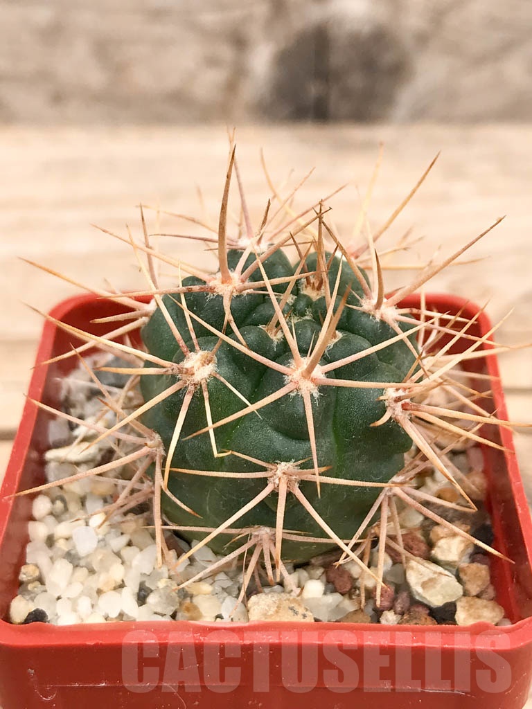 SHPR9574 Gymnocalycium neuhuberi LB289 - Imagen 3