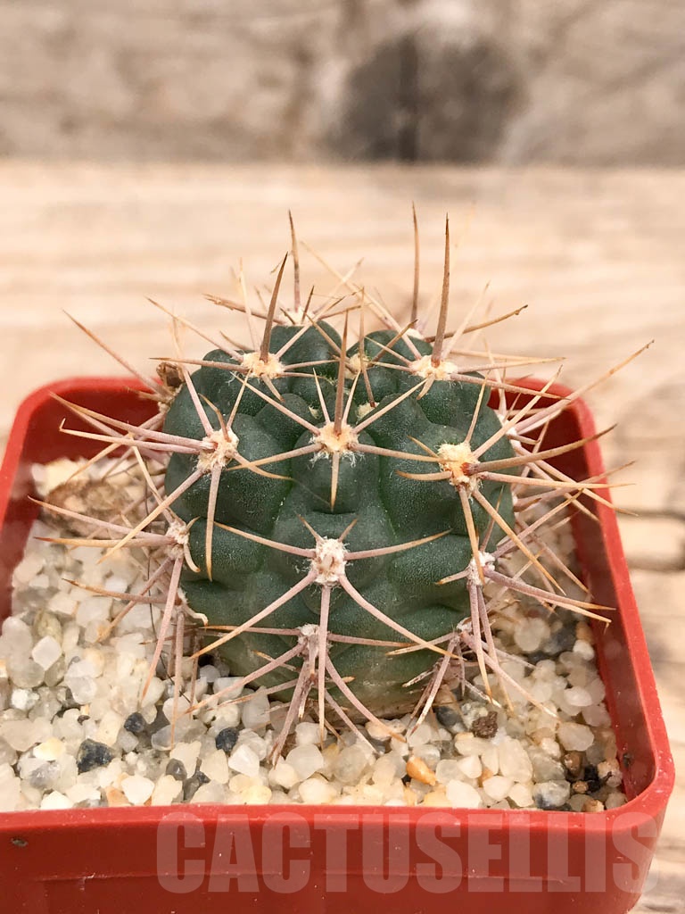 SHPR9574 Gymnocalycium neuhuberi LB289 - Imagen 4