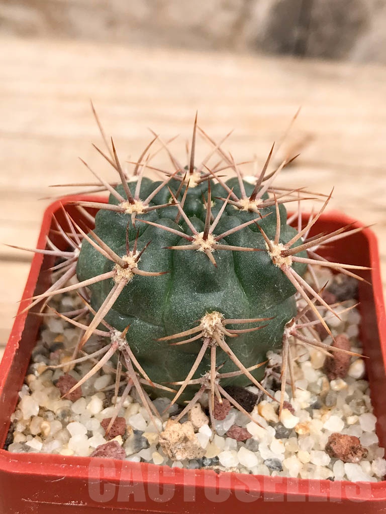 SHPR9574 Gymnocalycium neuhuberi LB289 - Imagen 5