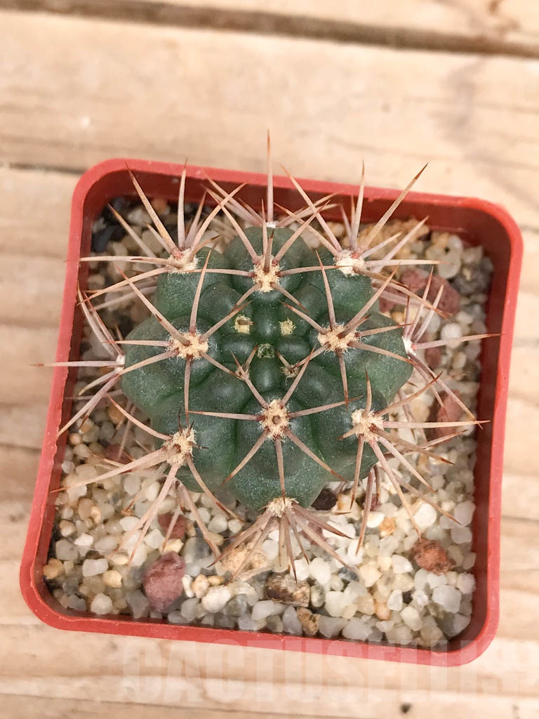 SHPR9574 Gymnocalycium neuhuberi LB289 - Imagen 6