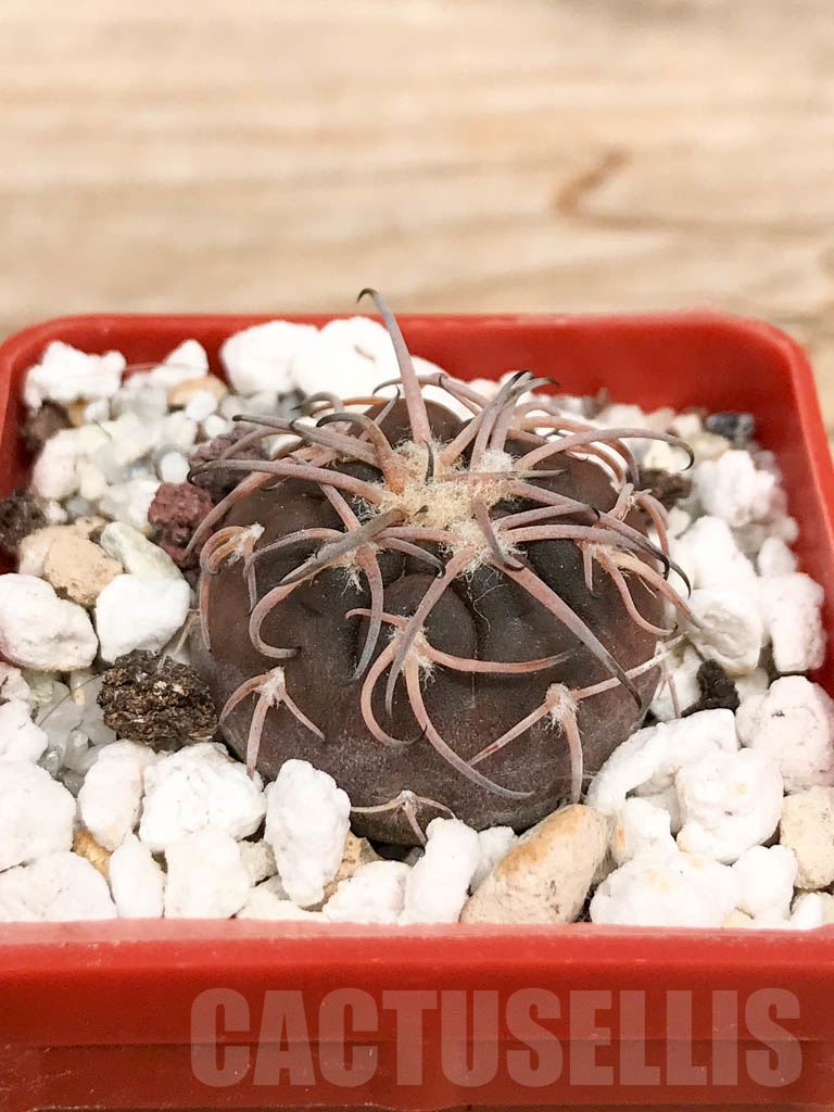 SHPR9576 Gymnocalycium spegazzinii v. punillense JPR170/524 – Bild 2