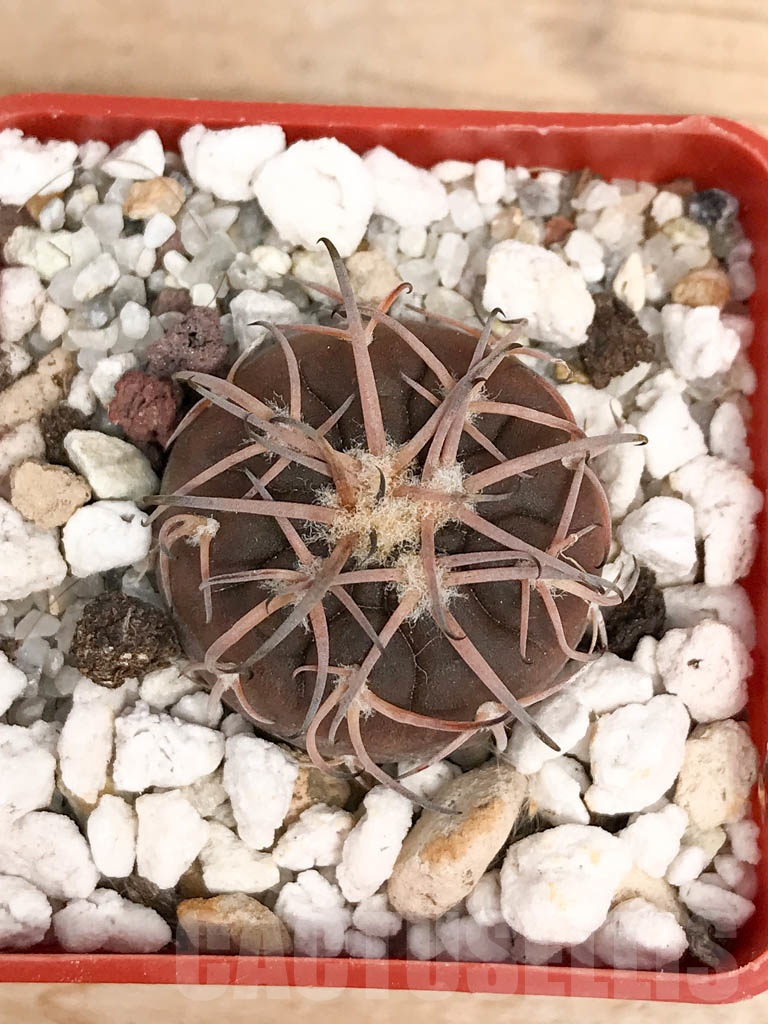 SHPR9576 Gymnocalycium spegazzinii v. punillense JPR170/524