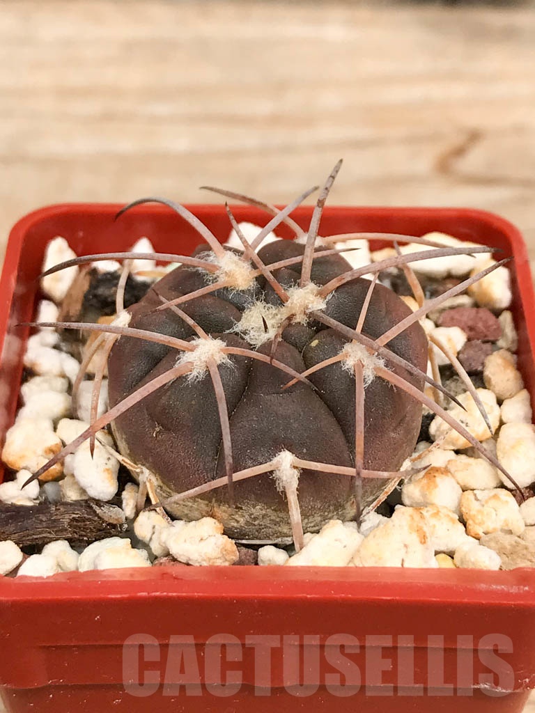 SHPR9578 Gymnocalycium spegazzinii f. major TOM306/1