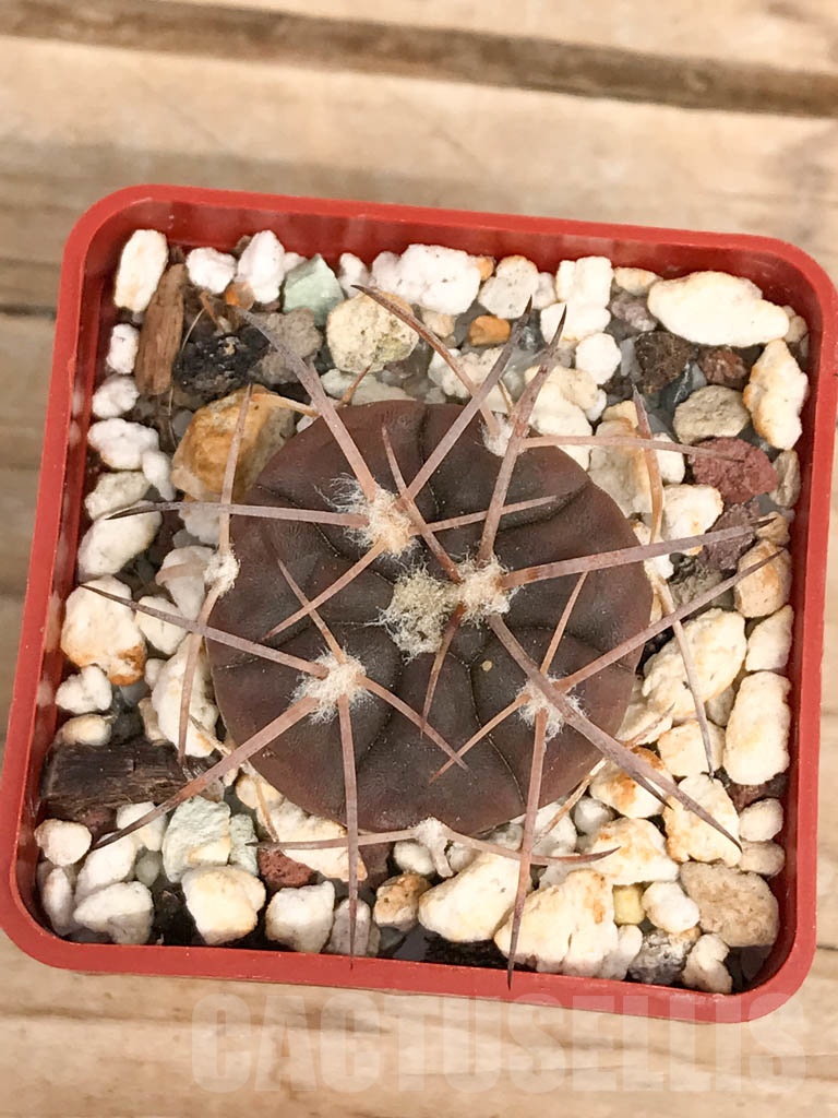 SHPR9578 Gymnocalycium spegazzinii f. major TOM306/1 - Image 2