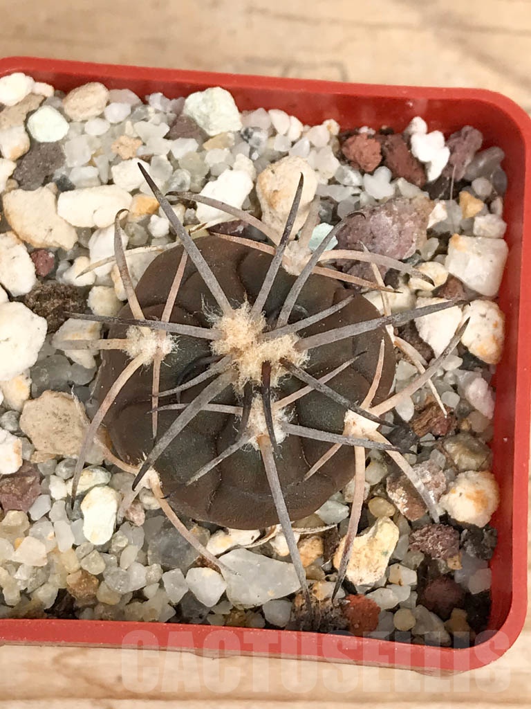 SHPR9578 Gymnocalycium spegazzinii f. major TOM306/1 - Image 3