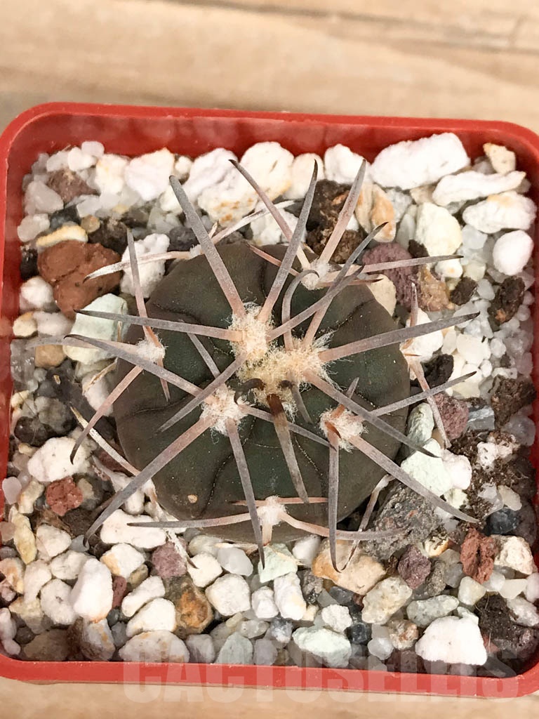 SHPR9578 Gymnocalycium spegazzinii f. major TOM306/1 - Image 4