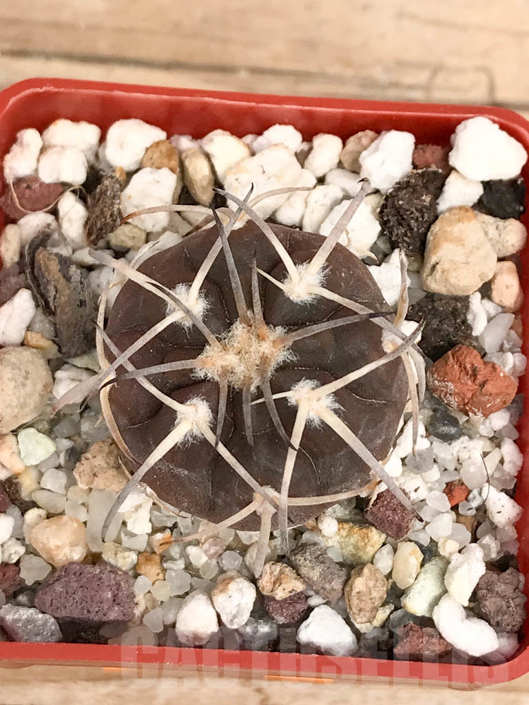 SHPR9578 Gymnocalycium spegazzinii f. major TOM306/1 - Image 5