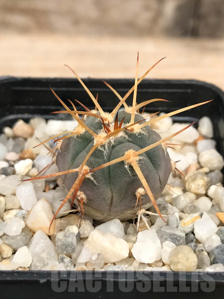 SHPR9580 Gymnocalycium cardenasianum
