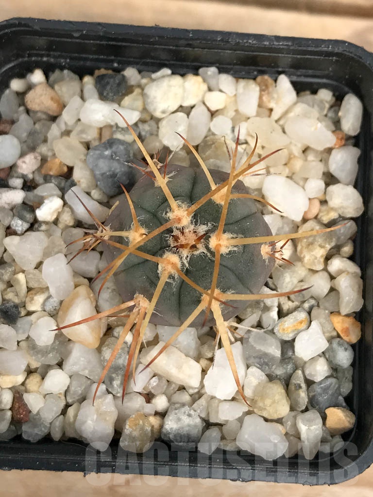 SHPR9580 Gymnocalycium cardenasianum - Image 3