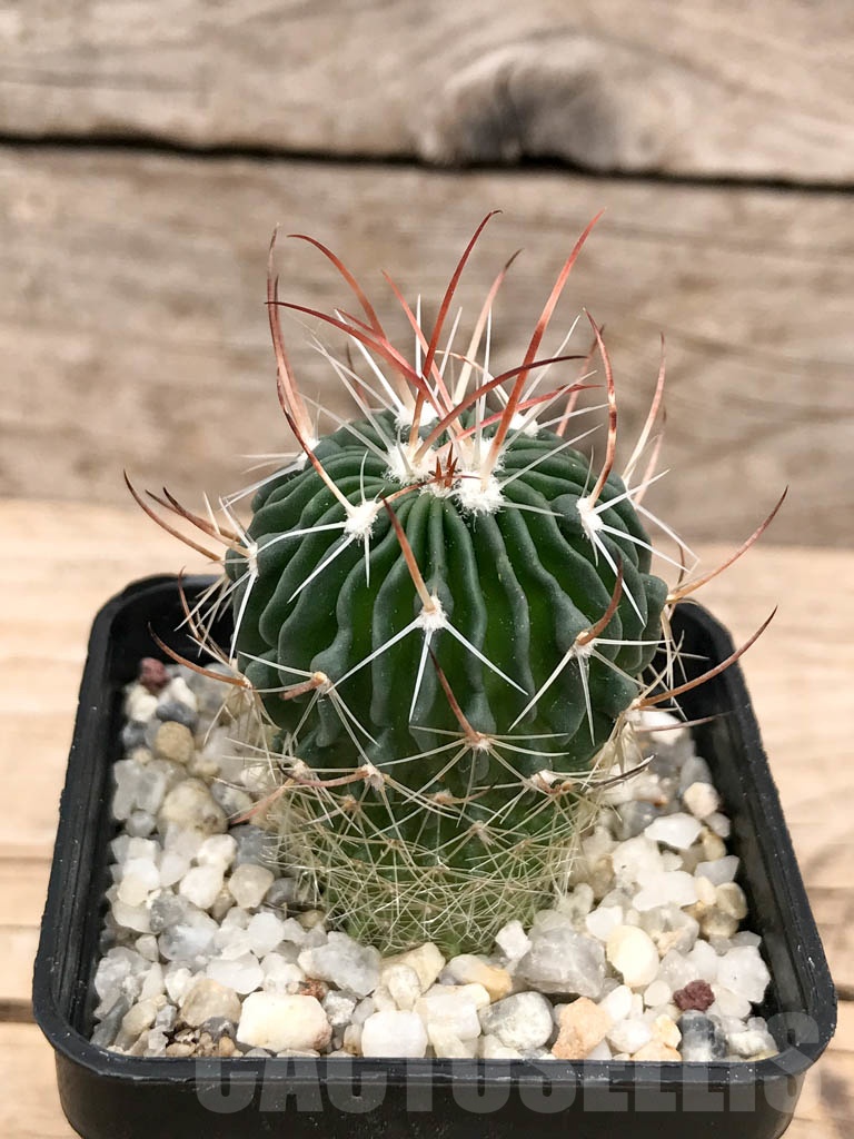 SHPR9586 Stenocactus grandicornis SB 437, Huizache, San Luis Potosi, Mexico