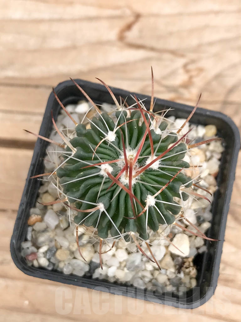 SHPR9586 Stenocactus grandicornis SB 437, Huizache, San Luis Potosi, Mexico - Image 3