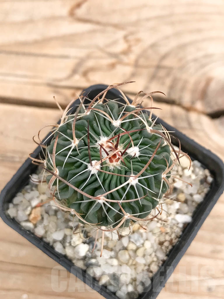 SHPR9586 Stenocactus grandicornis SB 437, Huizache, San Luis Potosi, Mexico - Image 4